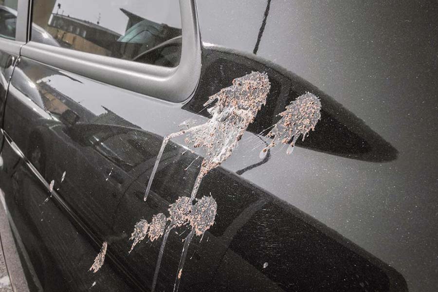 How to Remove Old Bird Poop Stains from Car
